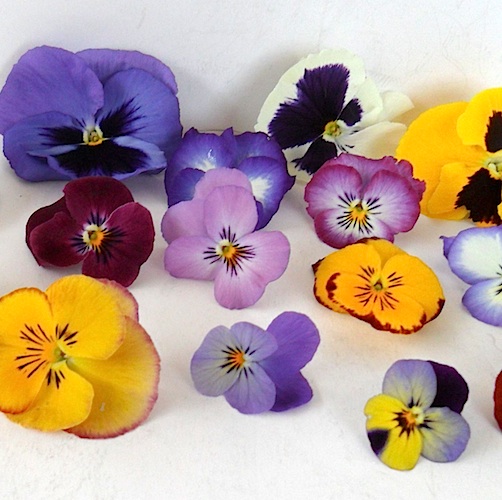 Violas Flores Orgánicas Comestibles